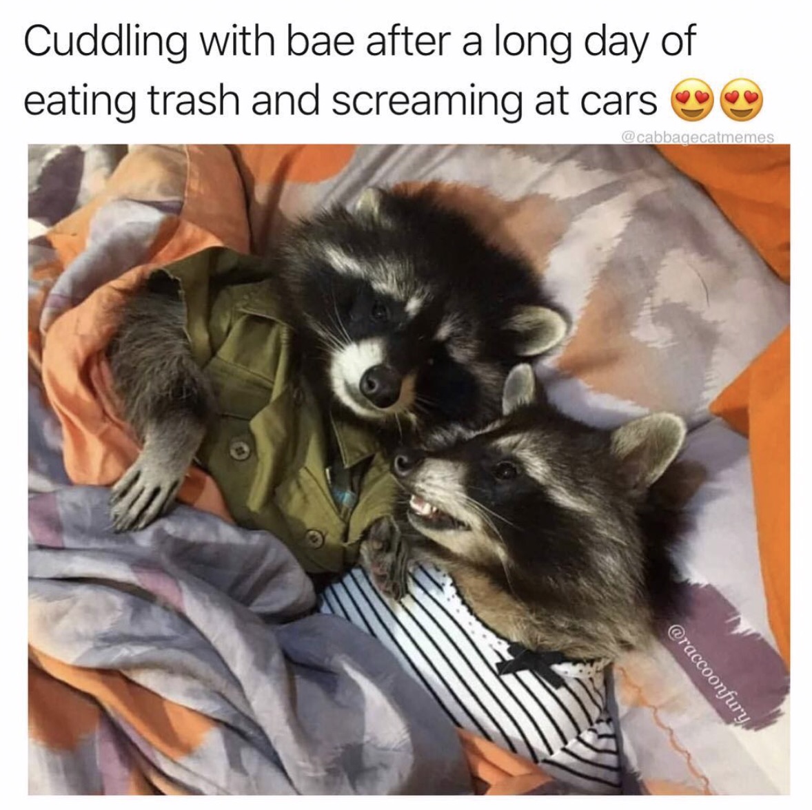 animal memes - Cuddling with bae after a long day of eating trash and screaming at cars