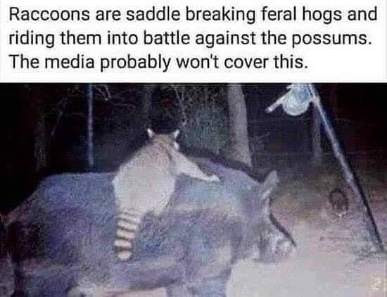 raccoons riding feral hogs - Raccoons are saddle breaking feral hogs and riding them into battle against the possums. The media probably won't cover this.