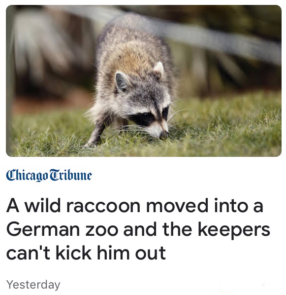 wild raccoon - Chicago Tribune A wild raccoon moved into a German zoo and the keepers can't kick him out Yesterday