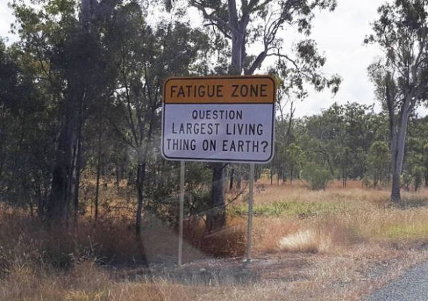 Australian Life Hack How To Stay Awake On A Loong Road