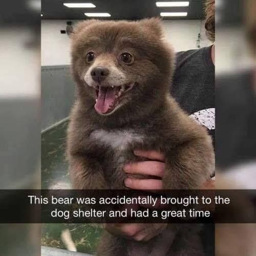 bear accidentally brought to dog shelter - This bear was accidentally brought to the dog shelter and had a great time