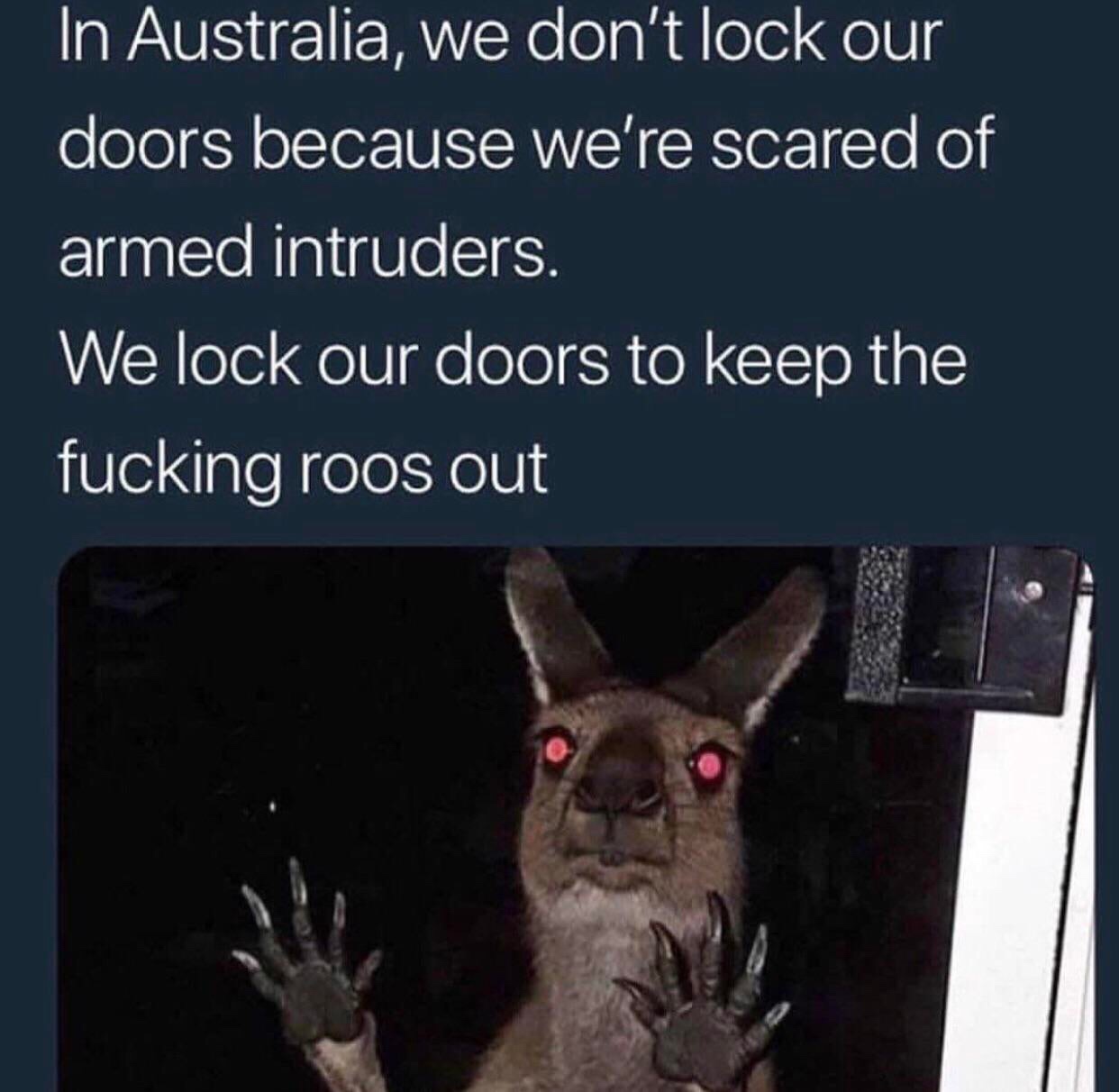 scary part of living in australia - In Australia, we don't lock our doors because we're scared of armed intruders. We lock our doors to keep the fucking roos out