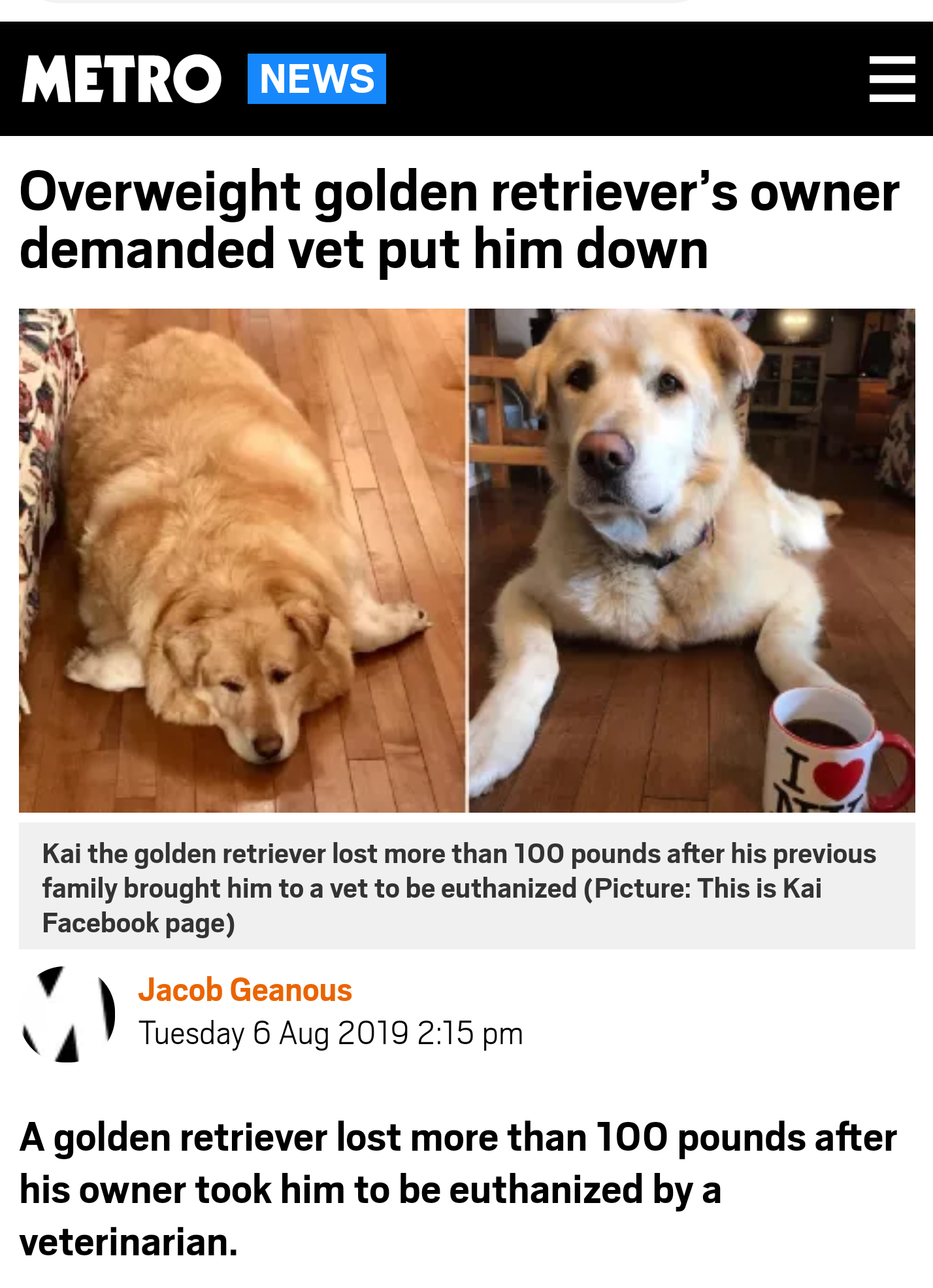 photo caption - Metro News Overweight golden retriever's owner demanded vet put him down Kai the golden retriever lost more than 100 pounds after his previous family brought him to a vet to be euthanized