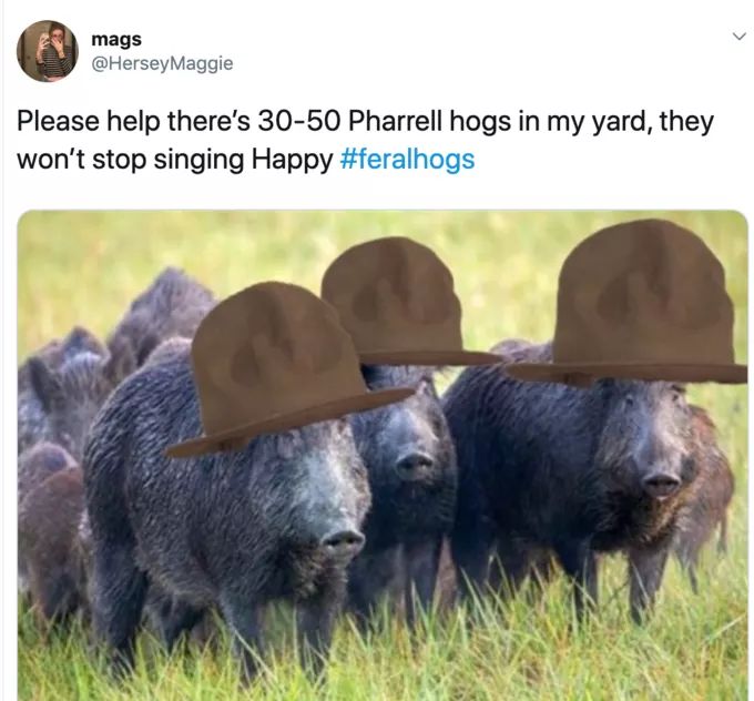 30 50 feral hogs memes - mags Maggie Please help there's 3050 Pharrell hogs in my yard, they won't stop singing Happy