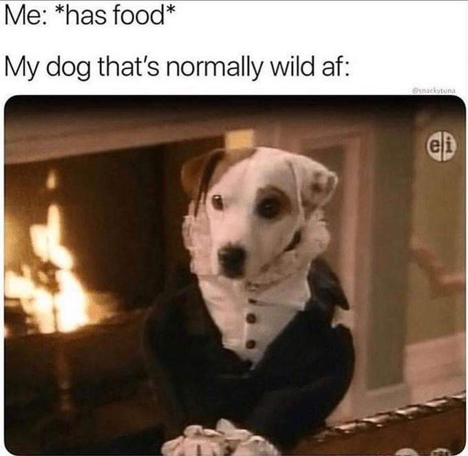 doggo memes - Me has food My dog that's normally wild af snackituna eli