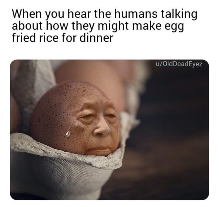 egg man stock - When you hear the humans talking about how they might make egg fried rice for dinner uOldDeadEyez