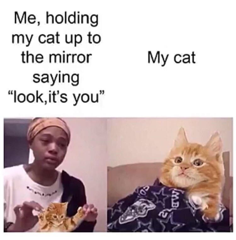 she ra memes - Me, holding my cat up to the mirror saying "look, it's you" My cat Mubi