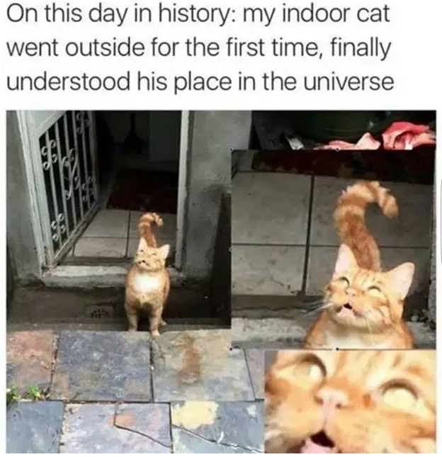 first time outside meme - On this day in history my indoor cat went outside for the first time, finally understood his place in the universe