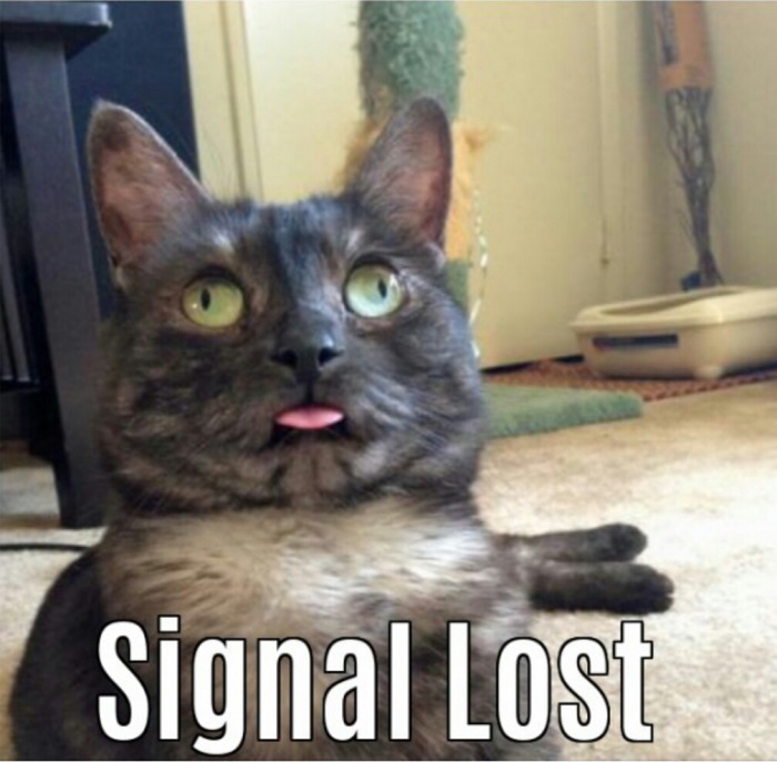 derp cat imgur - Signal Lost