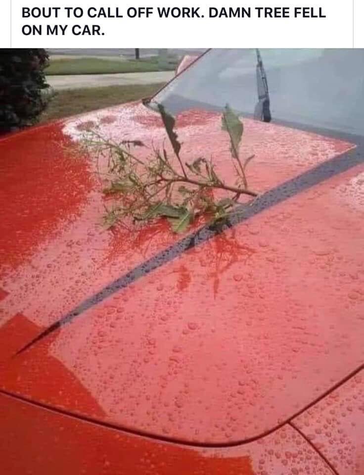 tree fell on my car meme - Bout To Call Off Work. Damn Tree Fell On My Car.