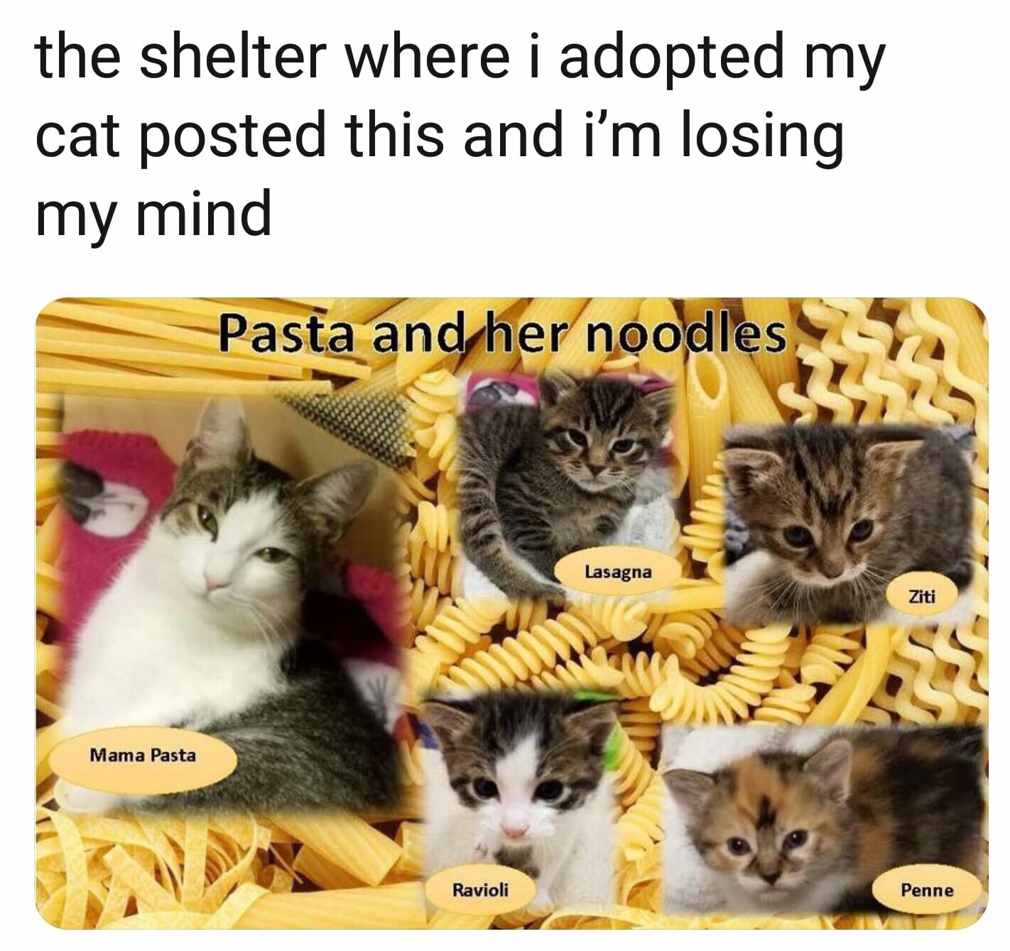 mama pasta and her noodles - the shelter where i adopted my cat posted this and i'm losing my mind Pasta and her noodles, Lasagna Ziti Mama Pasta Ravioli Penne