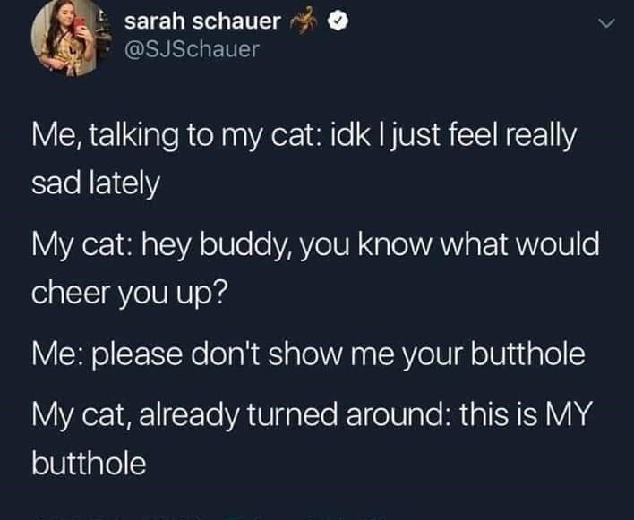 anxiety get ready meme - sarah schauer Me, talking to my cat idk I just feel really sad lately My cat hey buddy, you know what would cheer you up? Me please don't show me your butthole My cat, already turned around this is My butthole
