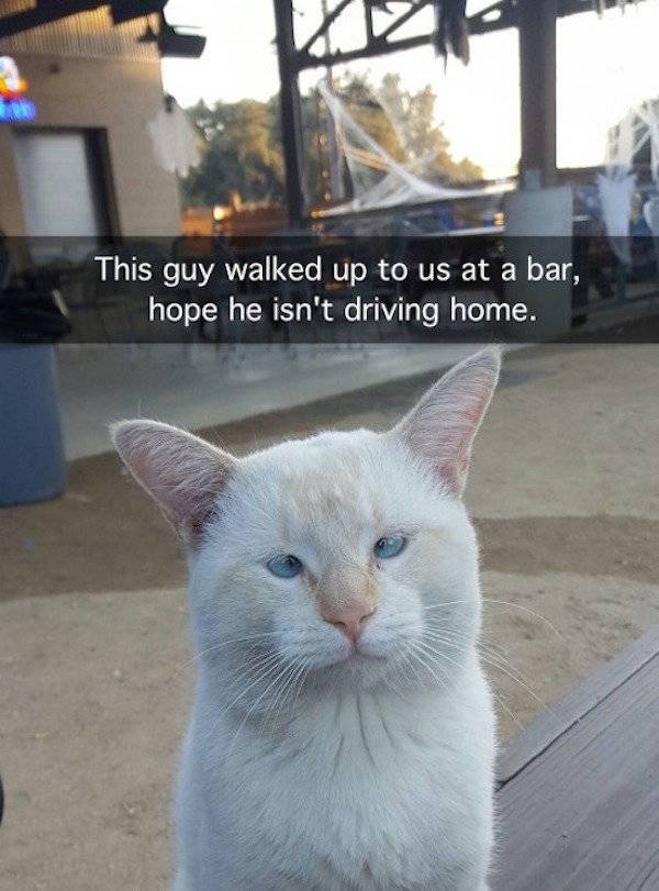cross eyed white cat - This guy walked up to us at a bar, hope he isn't driving home.