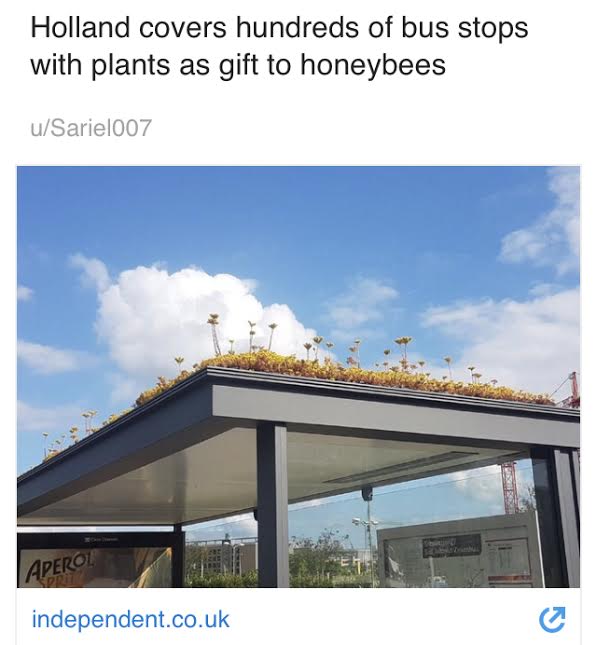 utrecht bus stops - Holland covers hundreds of bus stops with plants as gift to honeybees uSariel007 Aperoi independent.co.uk