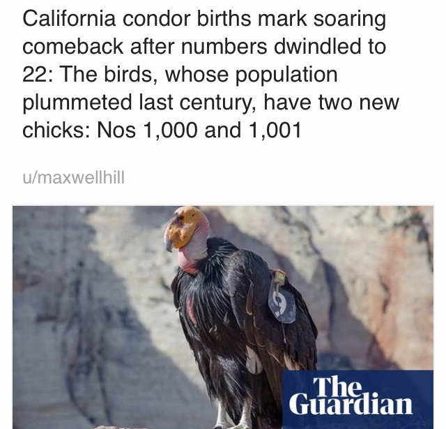 california condor - California condor births mark soaring comeback after numbers dwindled to 22 The birds, whose population plummeted last century, have two new chicks Nos 1,000 and 1,001 umaxwellhill Ghrdian