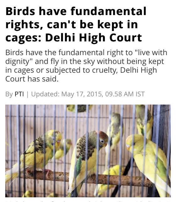 common pet parakeet - Birds have fundamental rights, can't be kept in cages Delhi High Court Birds have the fundamental right to "live with dignity" and fly in the sky without being kept in cages or subjected to cruelty, Delhi High Court has said. By Pti 