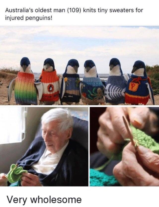 phillip island penguin jumpers - Australia's oldest man 109 knits tiny sweaters for injured penguins! Very wholesome