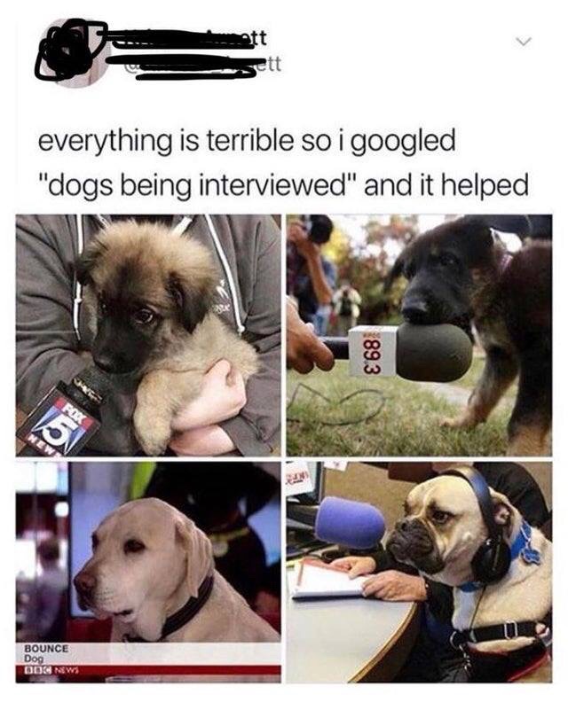 puppies being interviewed - att ett everything is terrible so i googled "dogs being interviewed" and it helped 89.3 Bounce Dog Od New