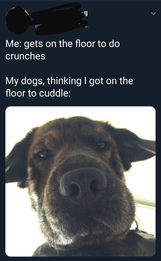 dog crunches meme - Me gets on the floor to do crunches My dogs, thinking I got on the floor to cuddle