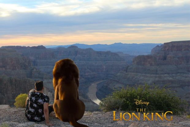 Photograph - Disney The Lion King