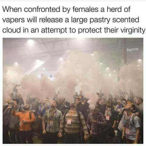 wild vapers meme - When confronted by females a herd of vapers will release a large pastry scented cloud in an attempt to protect their virginity Agnew