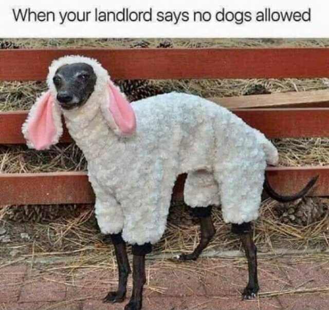landlord says no dogs meme - When your landlord says no dogs allowed
