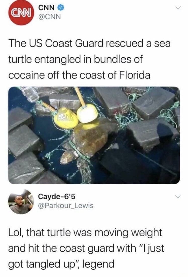 turtle with cocaine meme - Cmi Cnn The Us Coast Guard rescued a sea turtle entangled in bundles of cocaine off the coast of Florida Cayde6'5 Lol, that turtle was moving weight and hit the coast guard with "I just got tangled up", legend