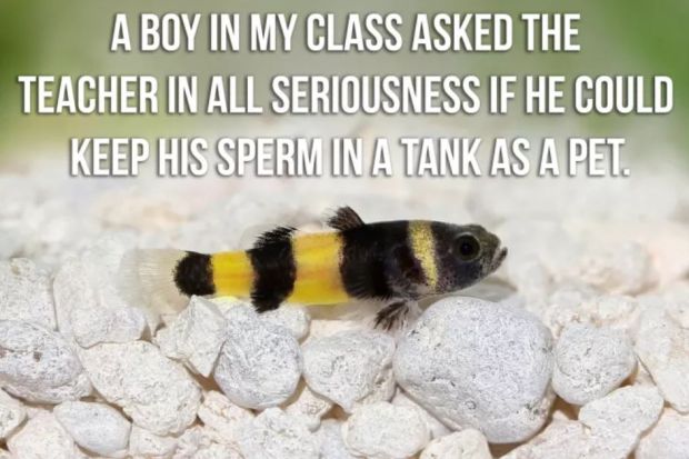 honey bee - A Boy In My Class Asked The Teacher In All Seriousness If He Could Keep His Sperm In A Tank As A Pet.
