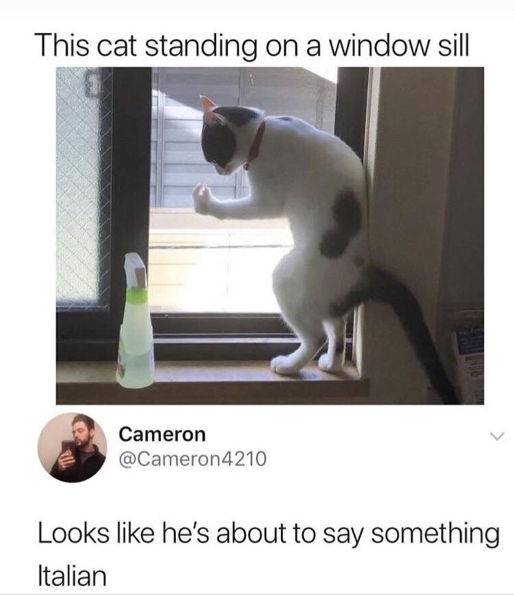 cat about to say something in italian - This cat standing on a window sill Cameron 4210 Looks he's about to say something Italian