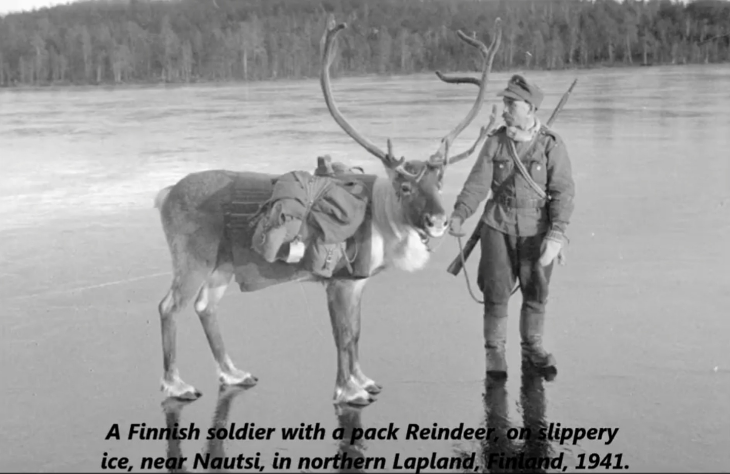 finnish soldier reindeer - A Finnish soldier with a pack Reindeer on slippery ice, near Nautsi, in northern Lapland, Finland, 1941.