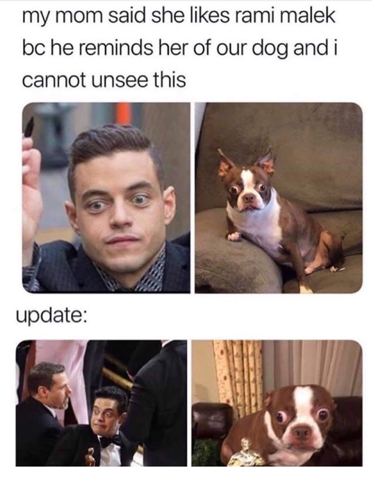 rami malek dog meme - my mom said she rami malek bc he reminds her of our dog and i cannot unsee this update
