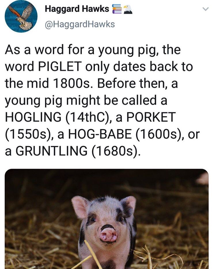 Domestic pig - Haggard Hawks As a word for a young pig, the word Piglet only dates back to the mid 1800s. Before then, a young pig might be called a Hogling 14thC, a Porket 1550s, a HogBabe 1600s, or a Gruntling 1680s.