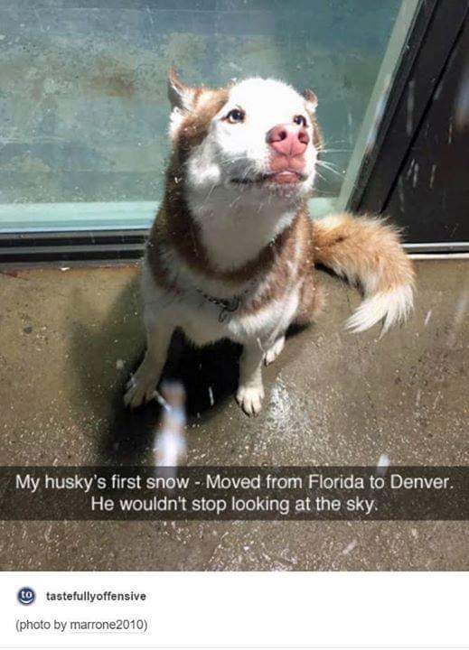wholesome husky memes - My husky's first snow Moved from Florida to Denver. He wouldn't stop looking at the sky. to tastefullyoffensive photo by marrone2010