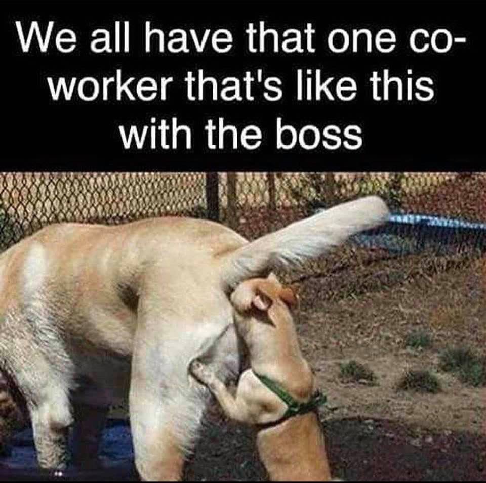 we all have that one coworker meme - We all have that one co worker that's this with the boss
