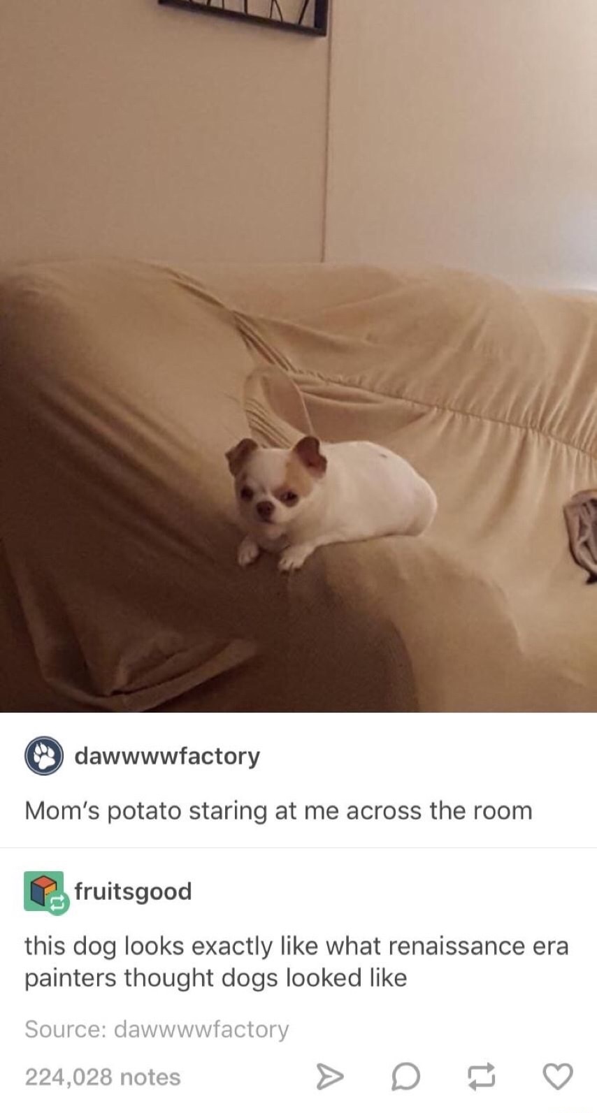 ugly renaissance dog - dawwwwfactory Mom's potato staring at me across the room fruitsgood this dog looks exactly what renaissance era painters thought dogs looked Source dawwwwfactory 224,028 notes
