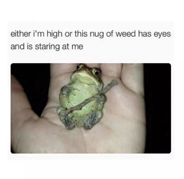 weed eyes - either i'm high or this nug of weed has eyes and is staring at me
