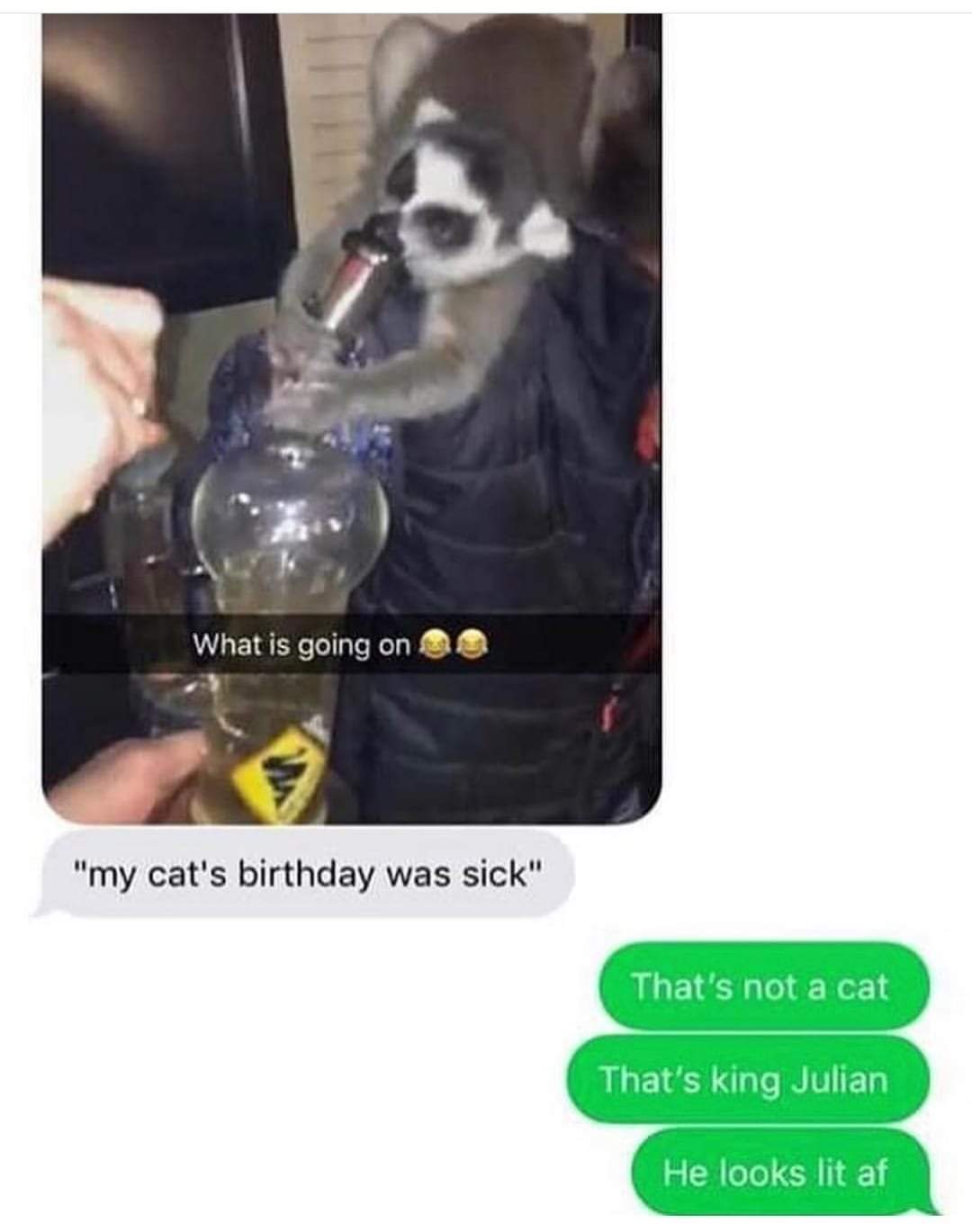 my cats birthday was sick - What is going on