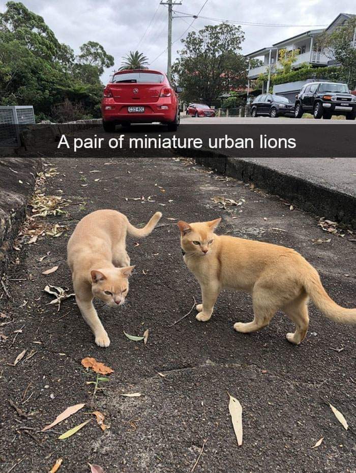 cats - kittens - miniature urban lions - A pair of miniature urban lions