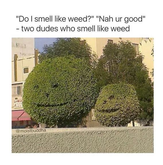 do i smell like weed meme - funny weed
