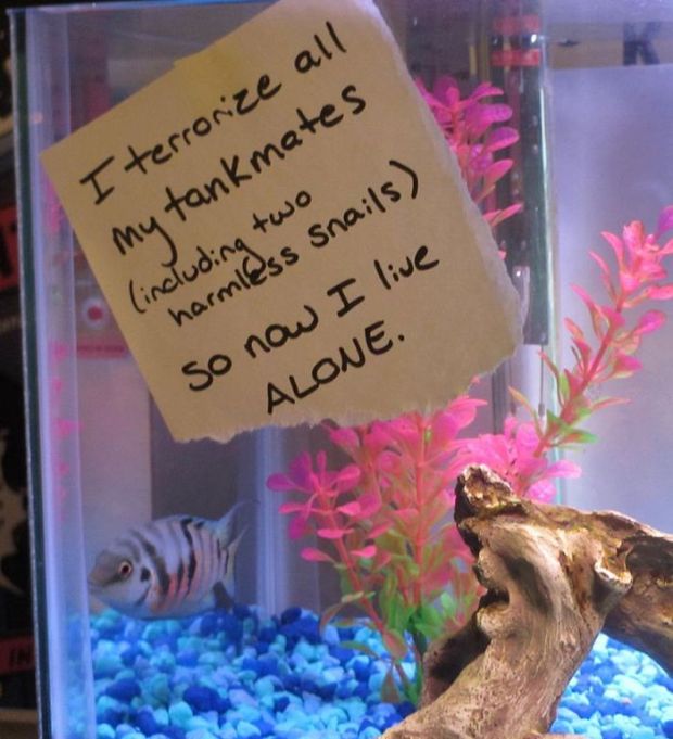 15 Pics Of Fish That prove Humans Don't Have Monopoly On Being Assholes