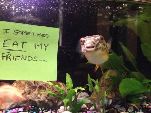 15 Pics Of Fish That prove Humans Don't Have Monopoly On Being Assholes