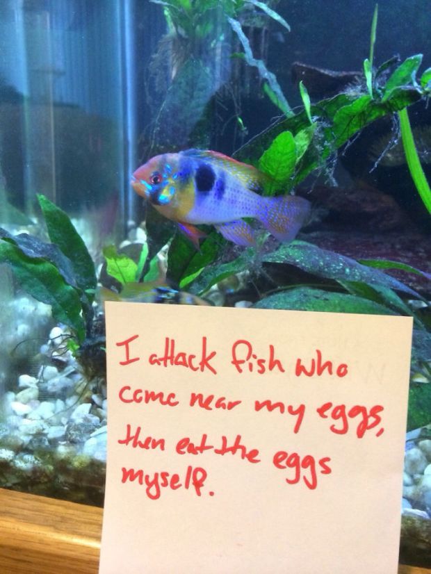 15 Pics Of Fish That prove Humans Don't Have Monopoly On Being Assholes