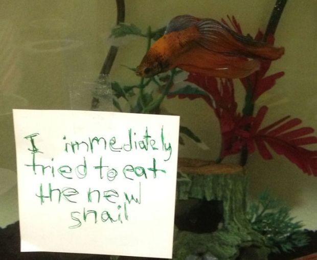 15 Pics Of Fish That prove Humans Don't Have Monopoly On Being Assholes