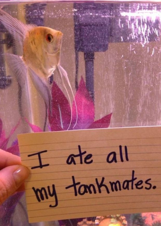 15 Pics Of Fish That prove Humans Don't Have Monopoly On Being Assholes