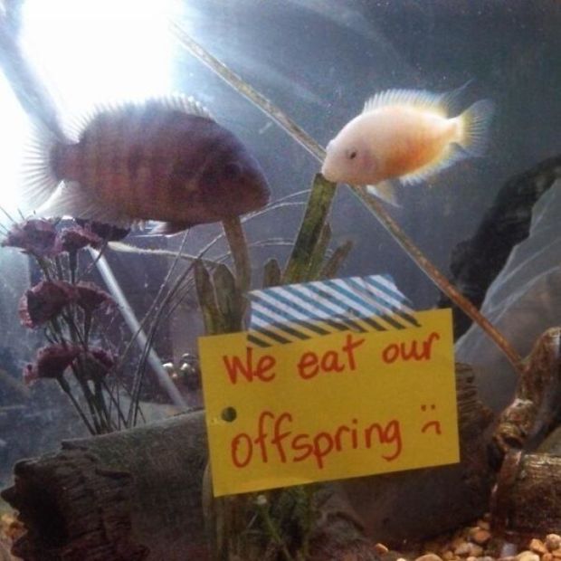 15 Pics Of Fish That prove Humans Don't Have Monopoly On Being Assholes