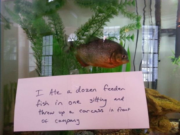 15 Pics Of Fish That prove Humans Don't Have Monopoly On Being Assholes