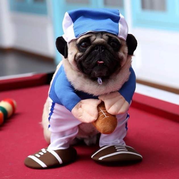 dog baseball costume
