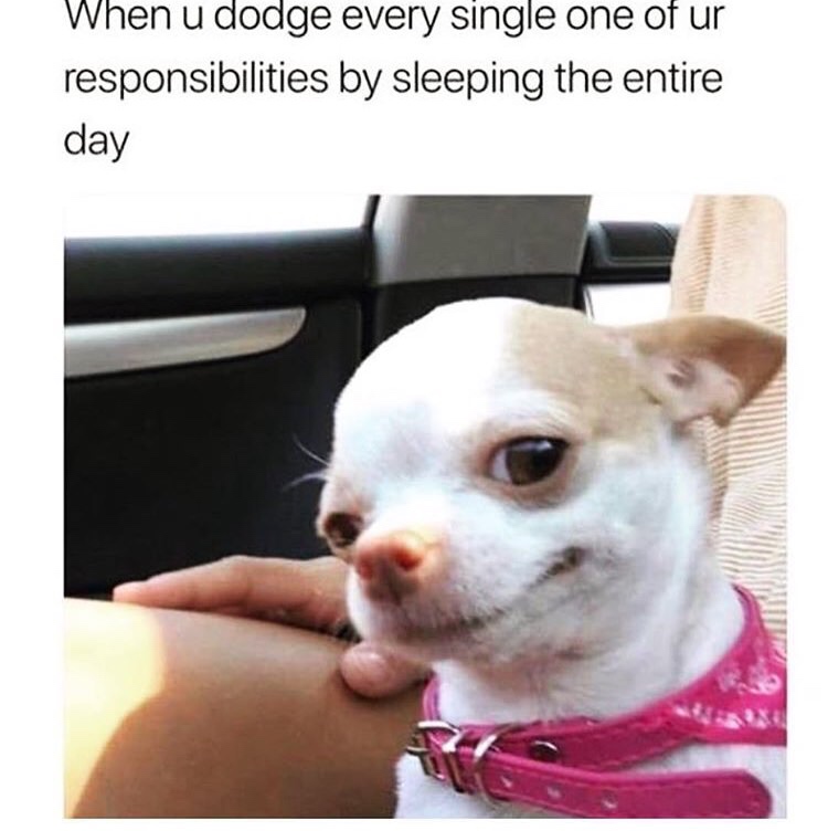 meme dog - When u dodge every single one of ur responsibilities by sleeping the entire day