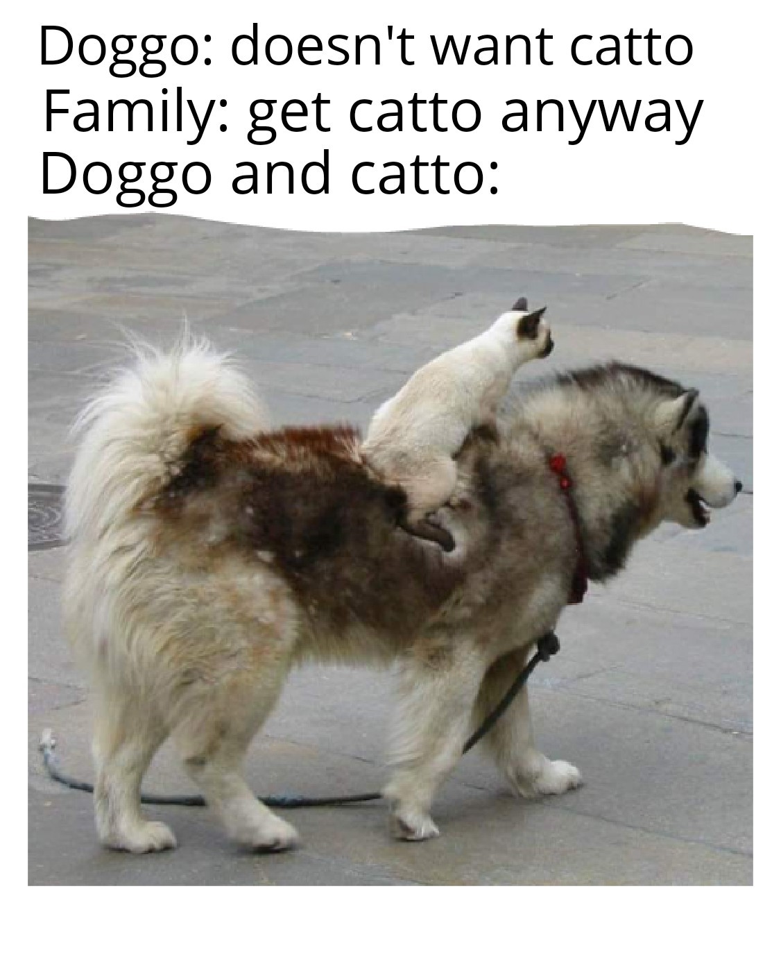 cat riding dog - Doggo doesn't want catto Family get catto anyway Doggo and catto