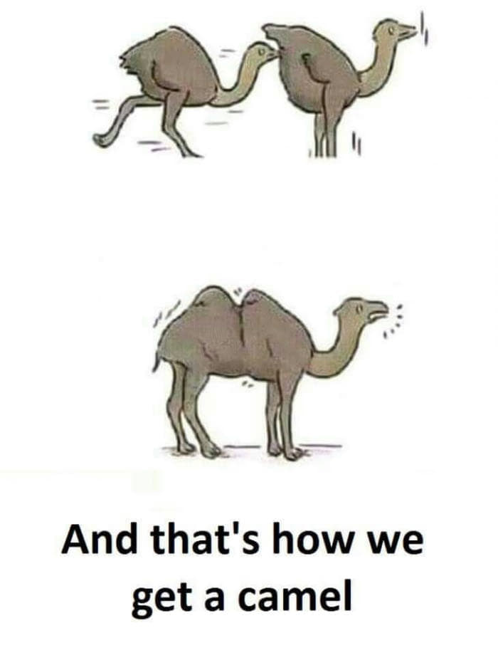 that's how we get a camel - And that's how we get a camel